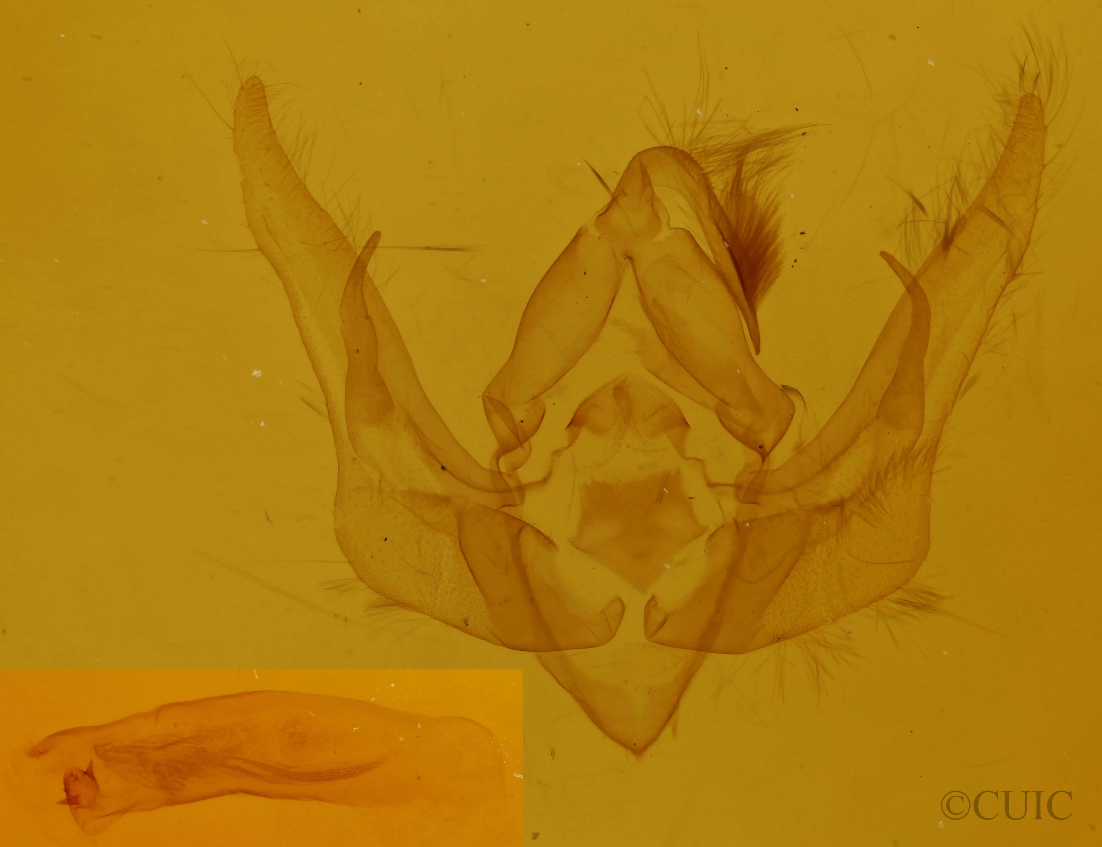 genitalia view of adult Pseudanarta pulverulenta