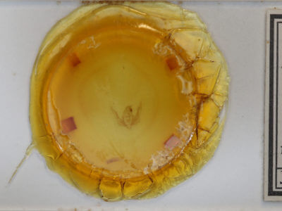 slide view of adult Pseudanarta pulverulenta