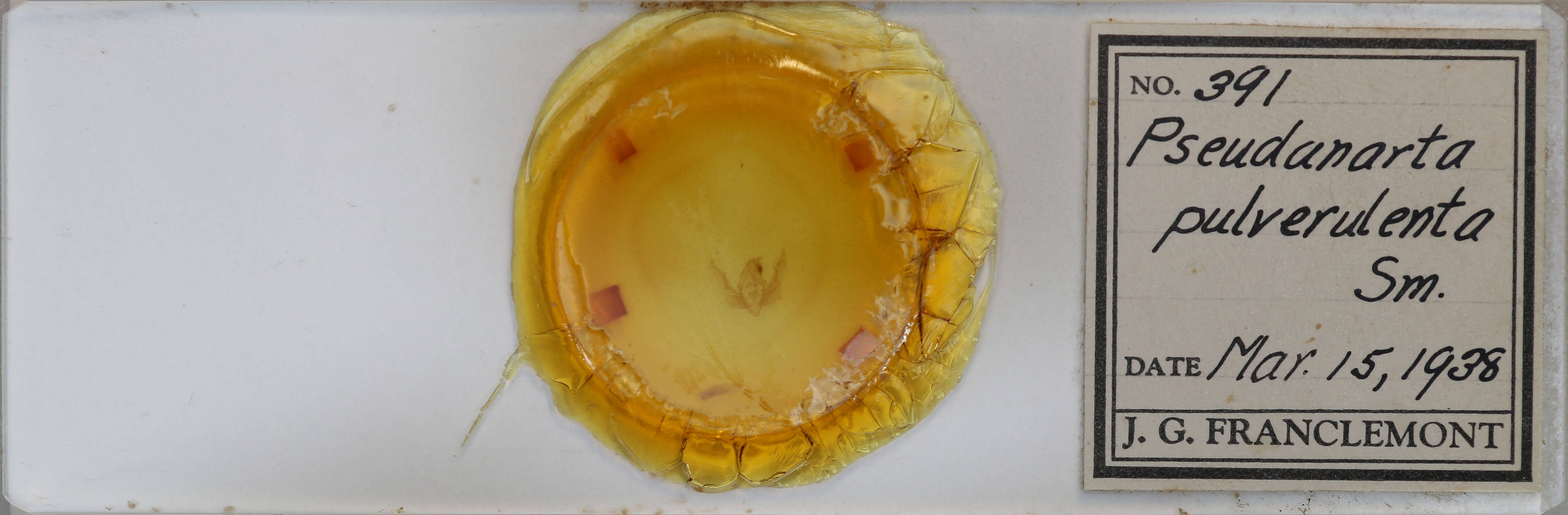 slide view of adult Pseudanarta pulverulenta