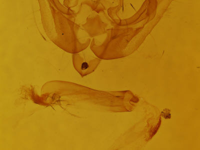 genitalia view of adult Pseudanarta singula