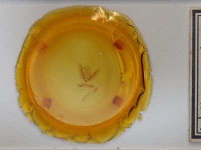 slide view of adult Pseudanarta singula