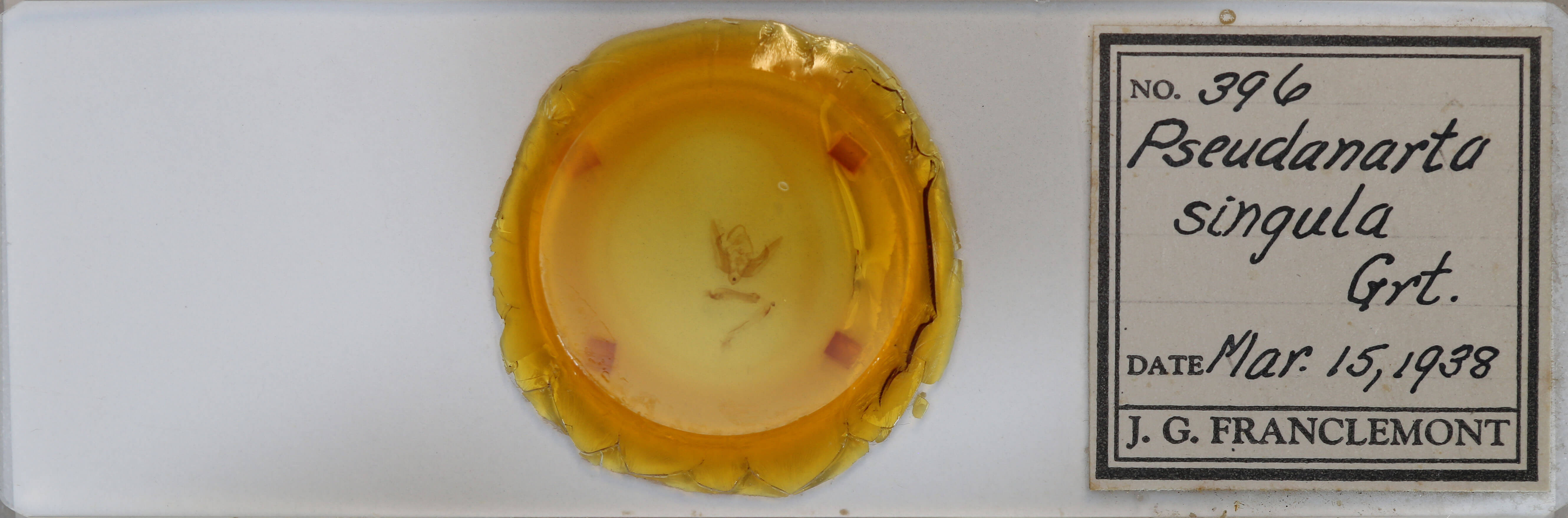 slide view of adult Pseudanarta singula