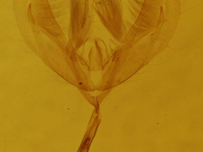 genitalia view of adult Pseudeustrotia carneola