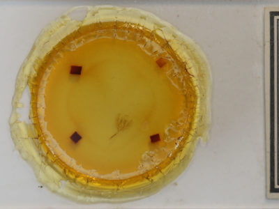 slide view of adult Pseudeustrotia carneola