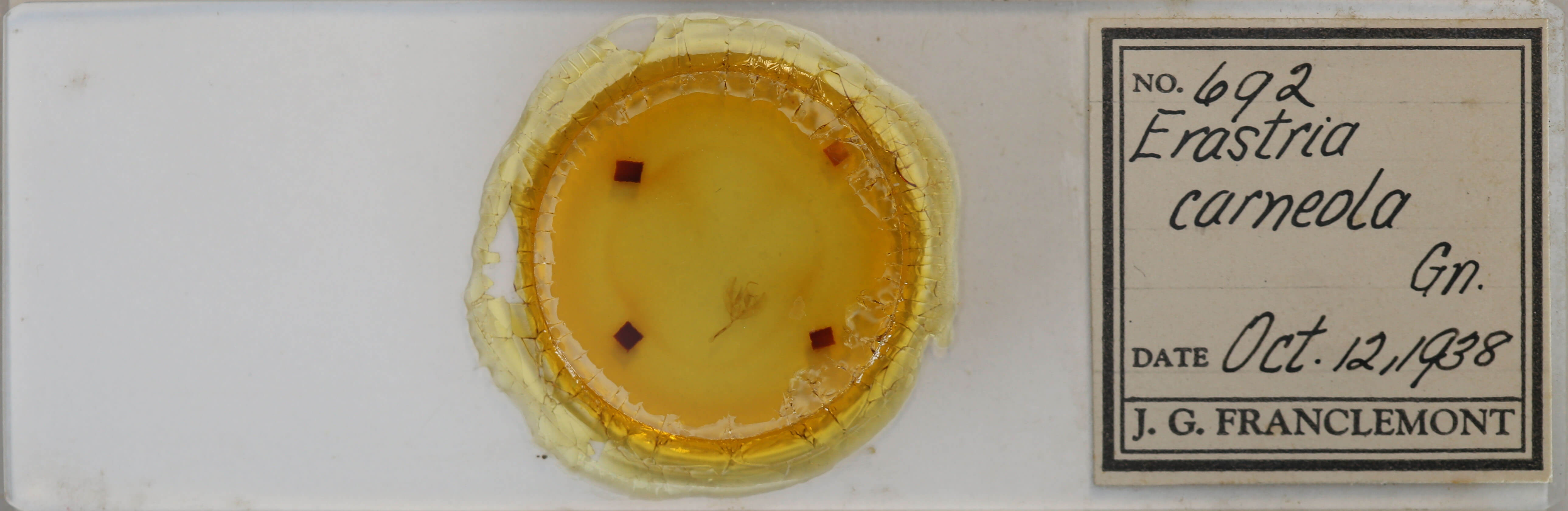 slide view of adult Pseudeustrotia carneola