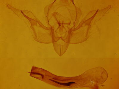 genitalia view of adult Pseudobryomima fallax
