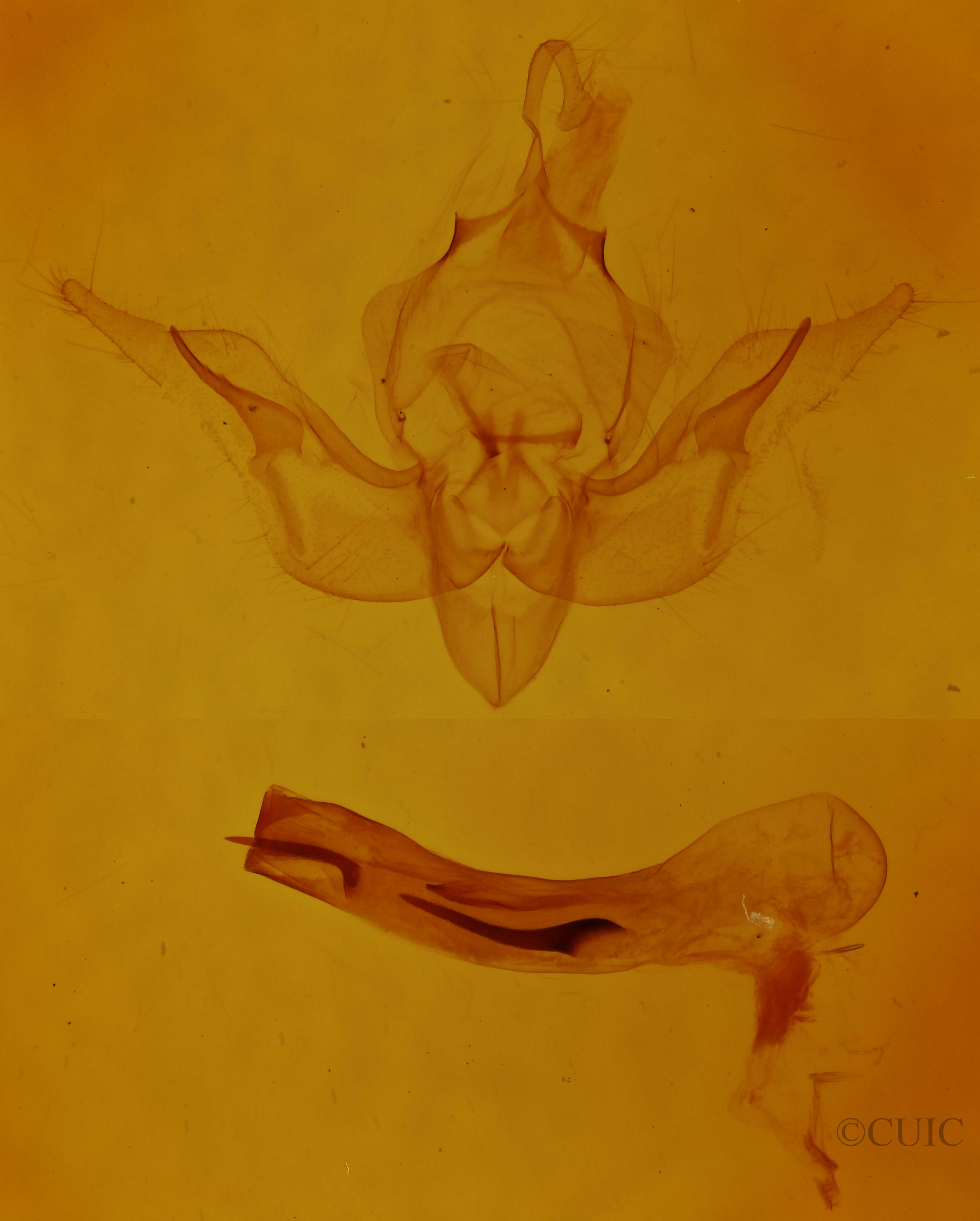 genitalia view of adult Pseudobryomima fallax