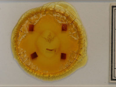 slide view of adult Pseudobryomima fallax