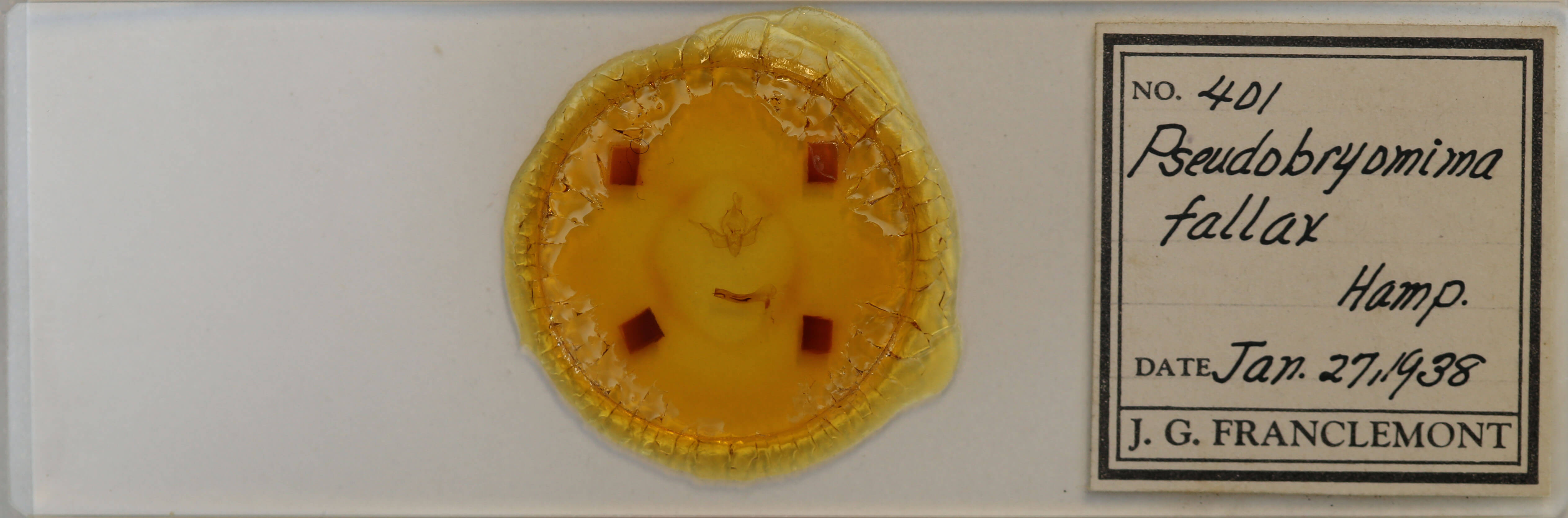 slide view of adult Pseudobryomima fallax