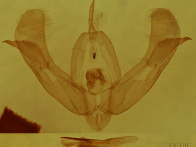 genitalia view of adult Pseudorthodes vecors
