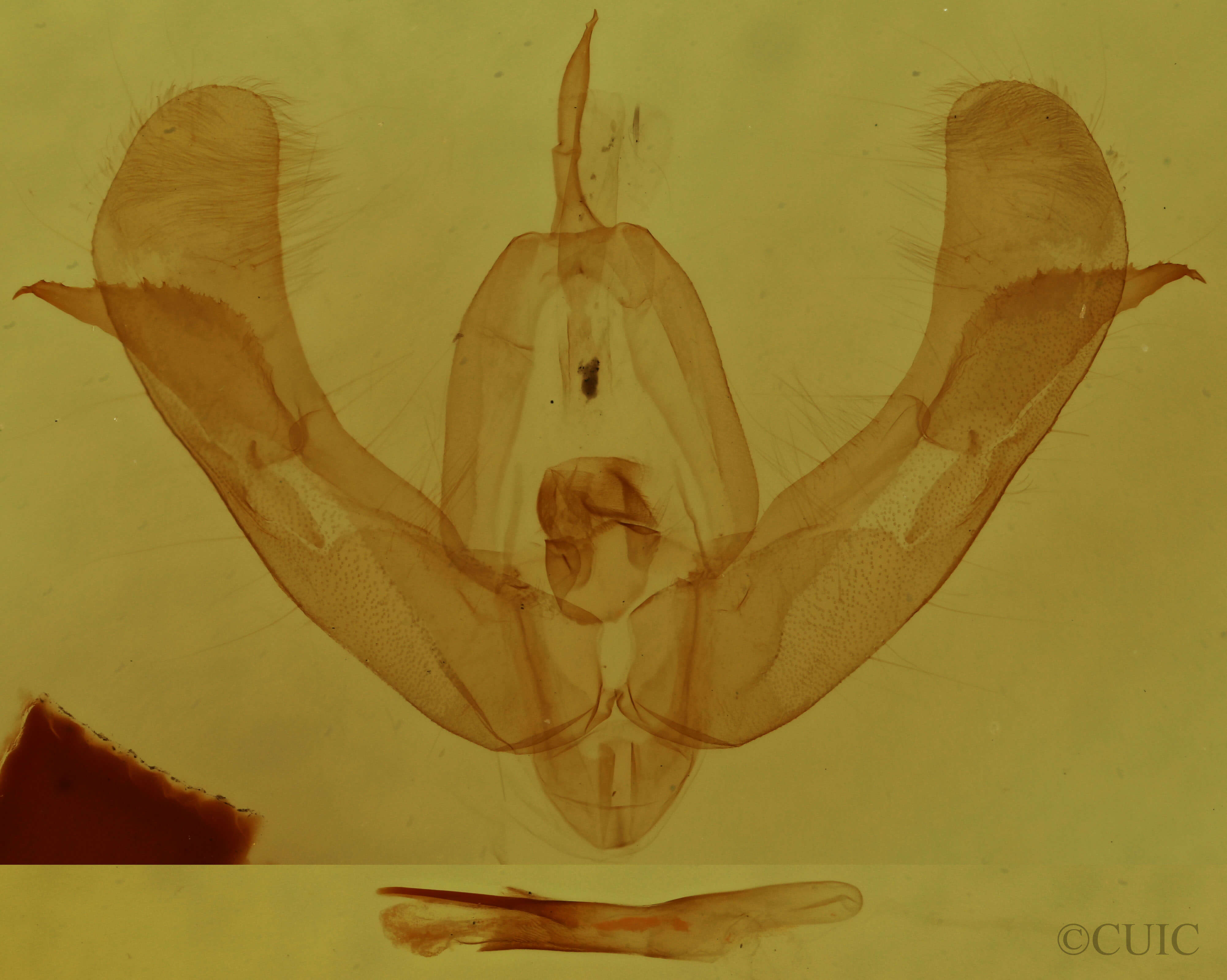 genitalia view of adult Pseudorthodes vecors