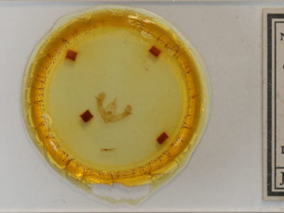 slide view of adult Pseudorthodes vecors