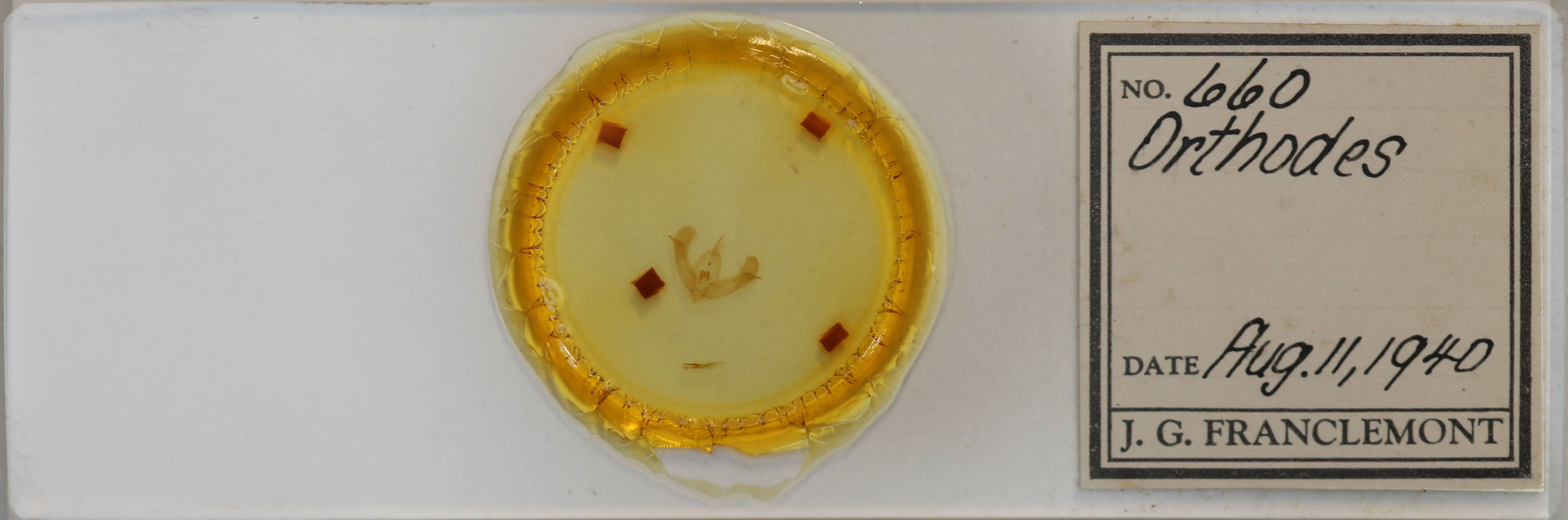 slide view of adult Pseudorthodes vecors