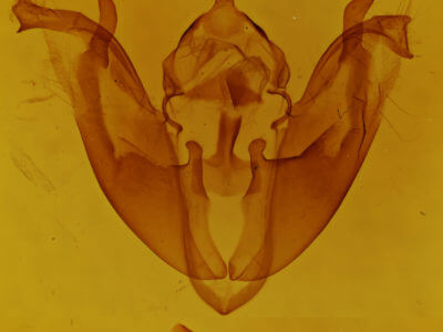 genitalia view of adult Pyreferra pettiti