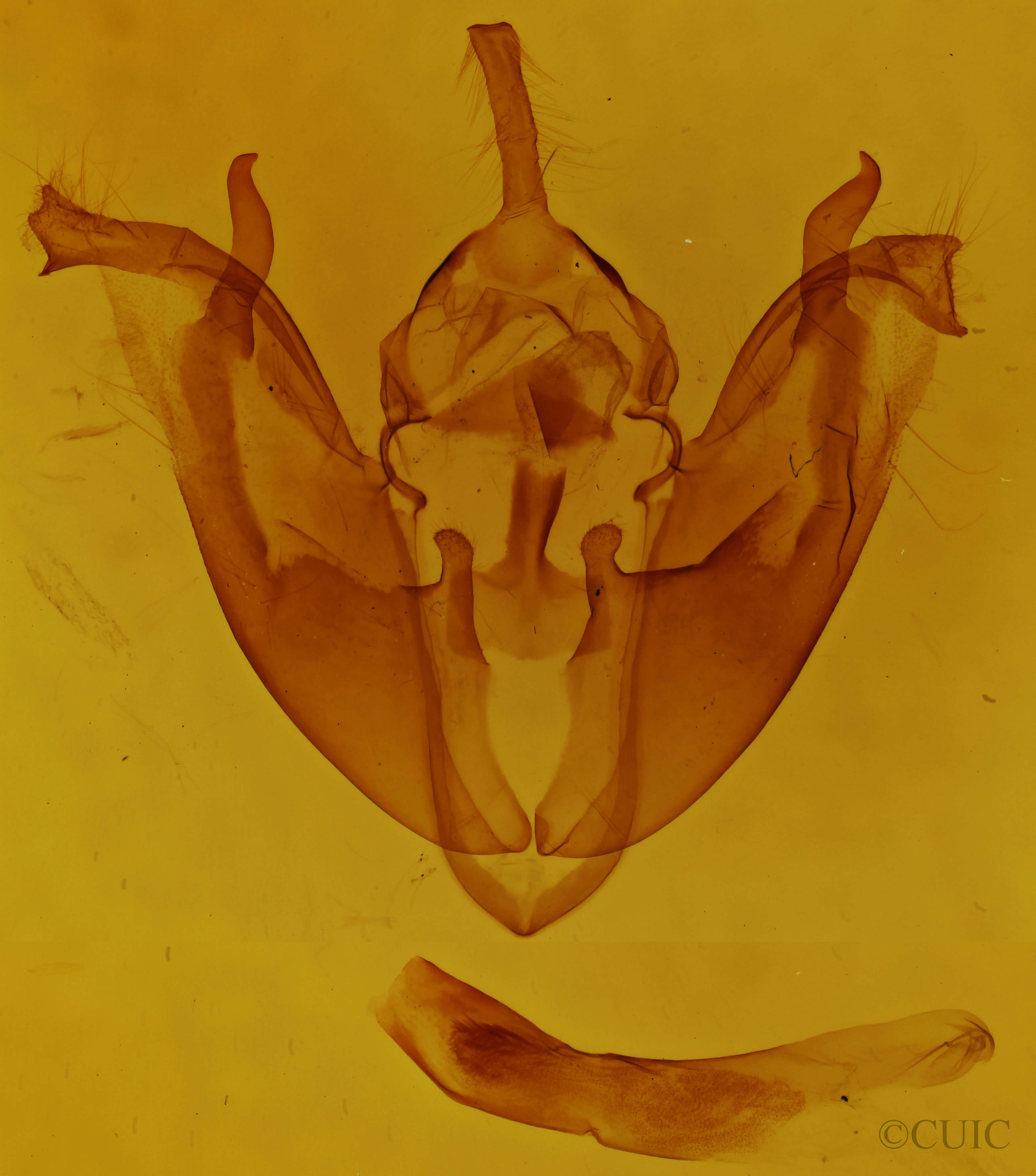 genitalia view of adult Pyreferra pettiti