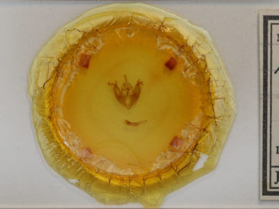 slide view of adult Pyreferra pettiti