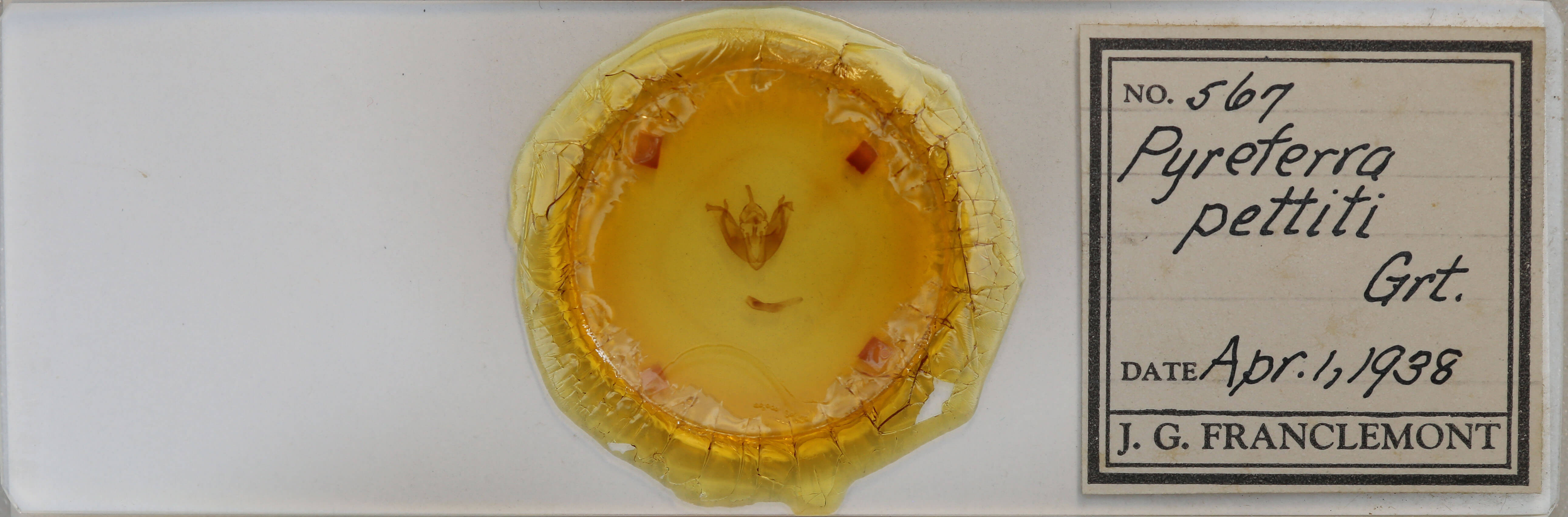 slide view of adult Pyreferra pettiti