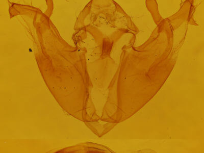 genitalia view of adult Pyreferra hesperidago