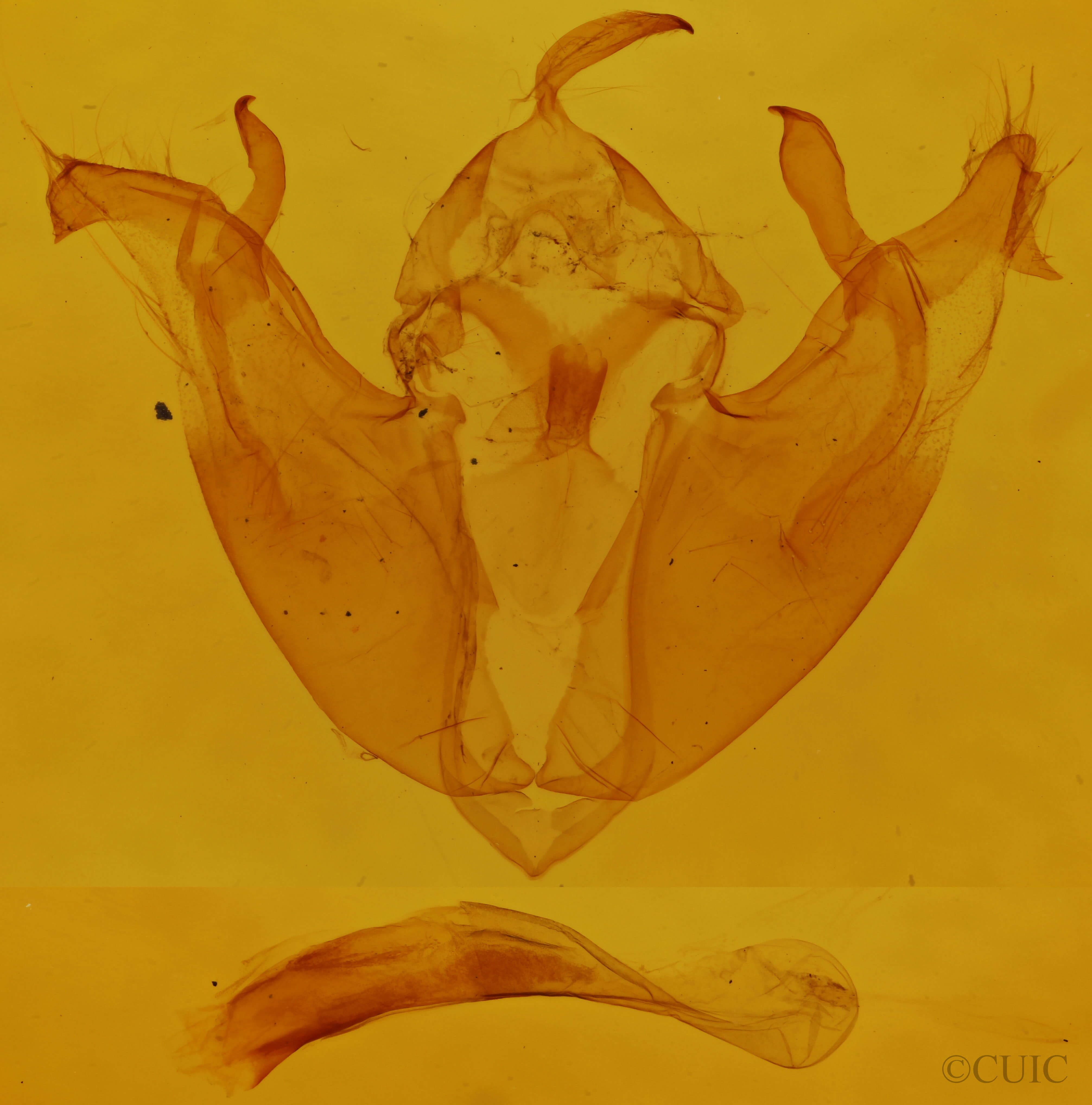 genitalia view of adult Pyreferra hesperidago