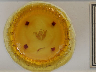 slide view of adult Pyreferra hesperidago