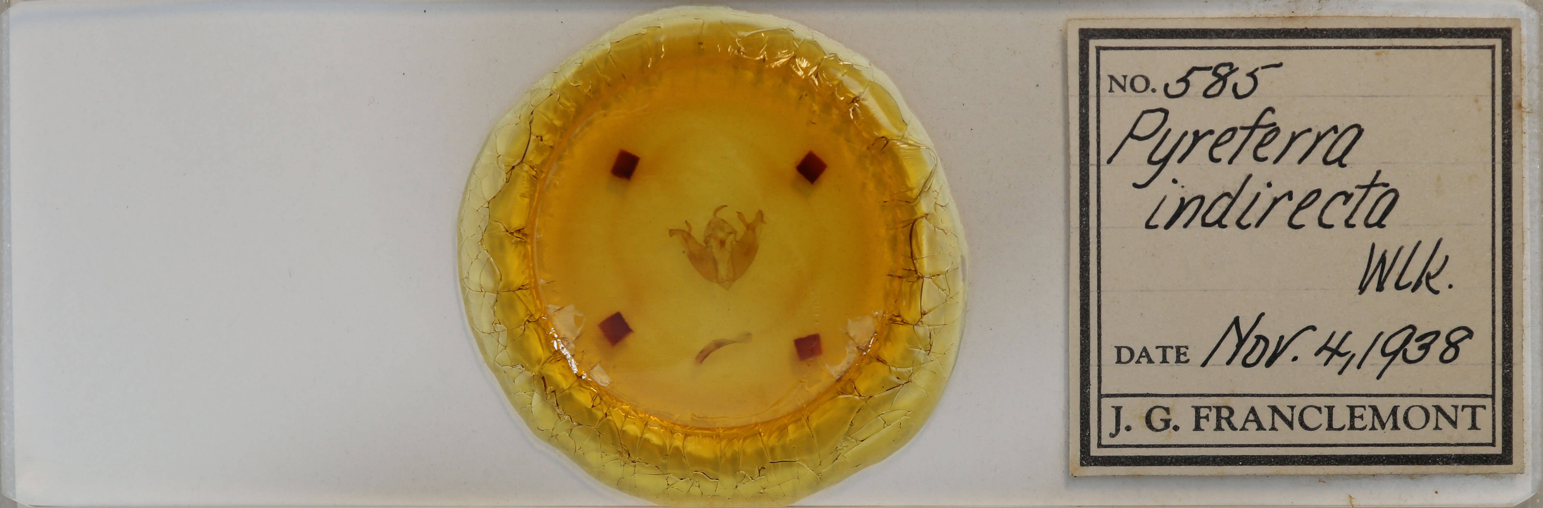 slide view of adult Pyreferra hesperidago