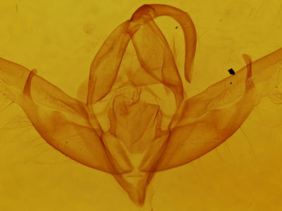 genitalia view of adult Cucullia brucei
