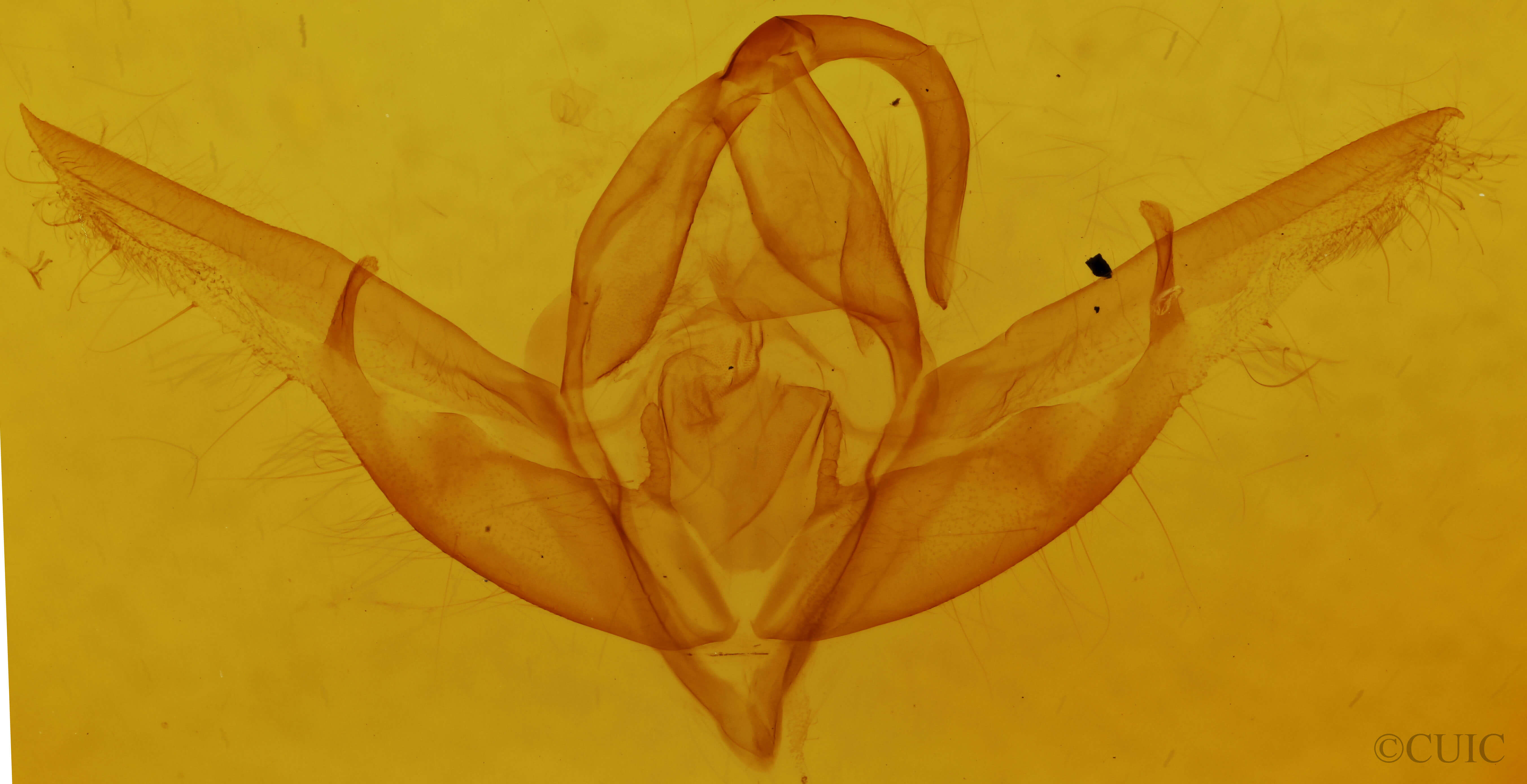 genitalia view of adult Cucullia brucei