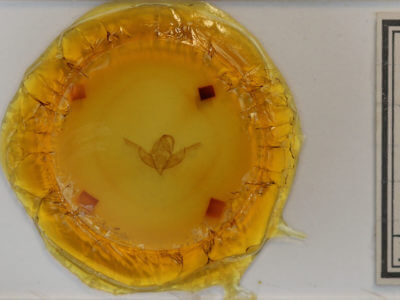 slide view of adult Cucullia brucei