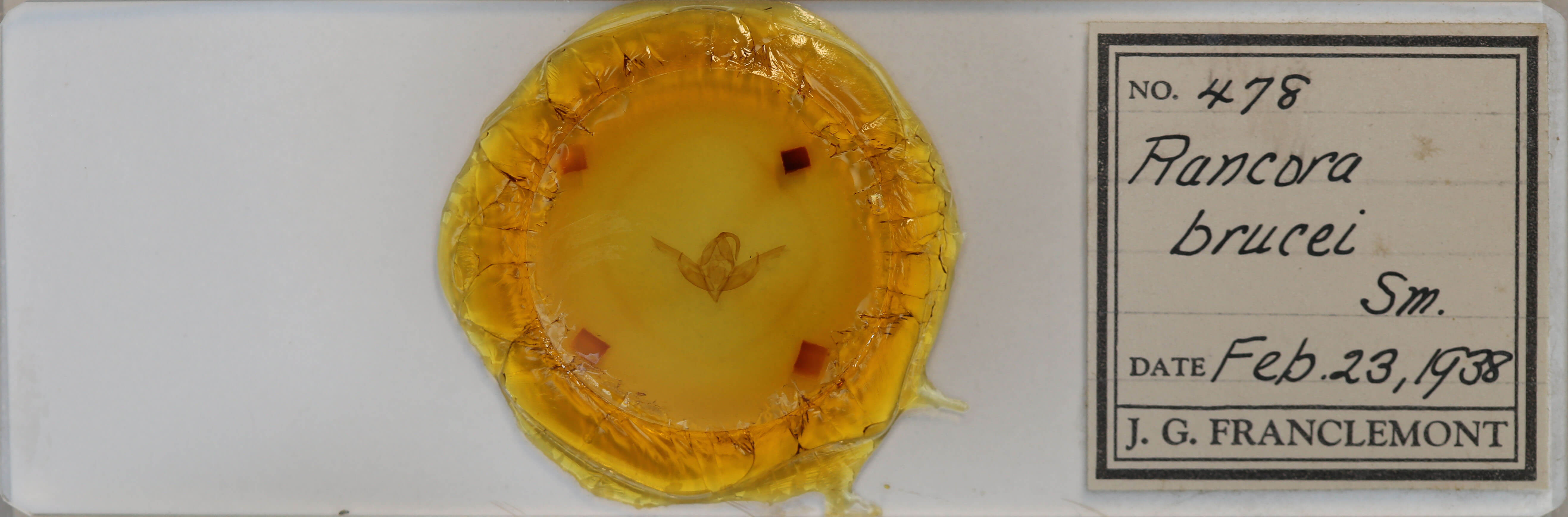 slide view of adult Cucullia brucei