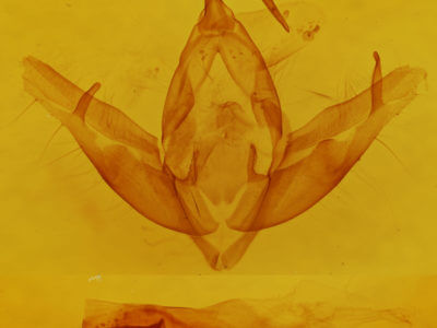 genitalia view of adult Cucullia serraticornis