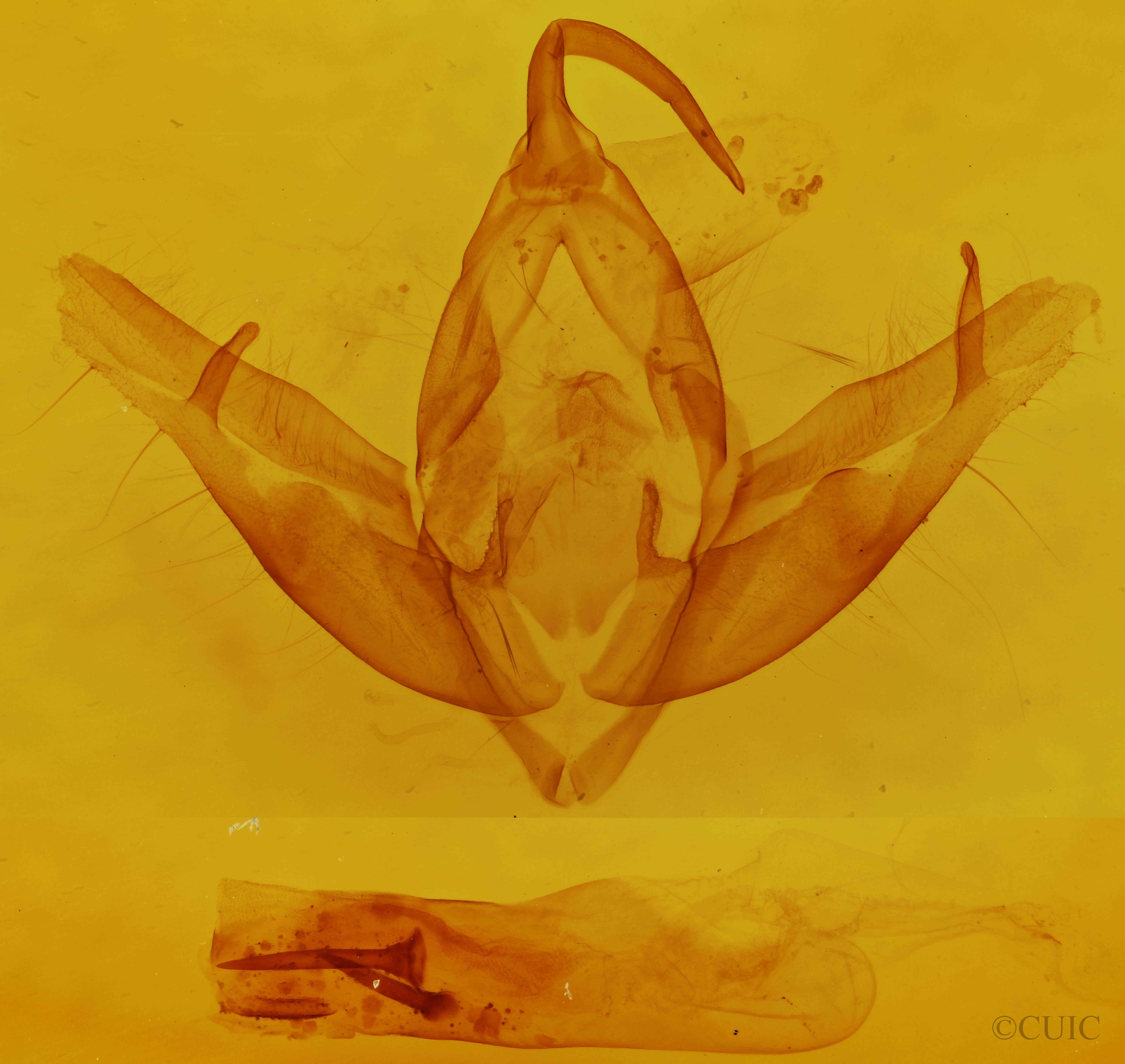 genitalia view of adult Cucullia serraticornis