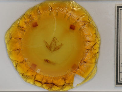 slide view of adult Cucullia serraticornis