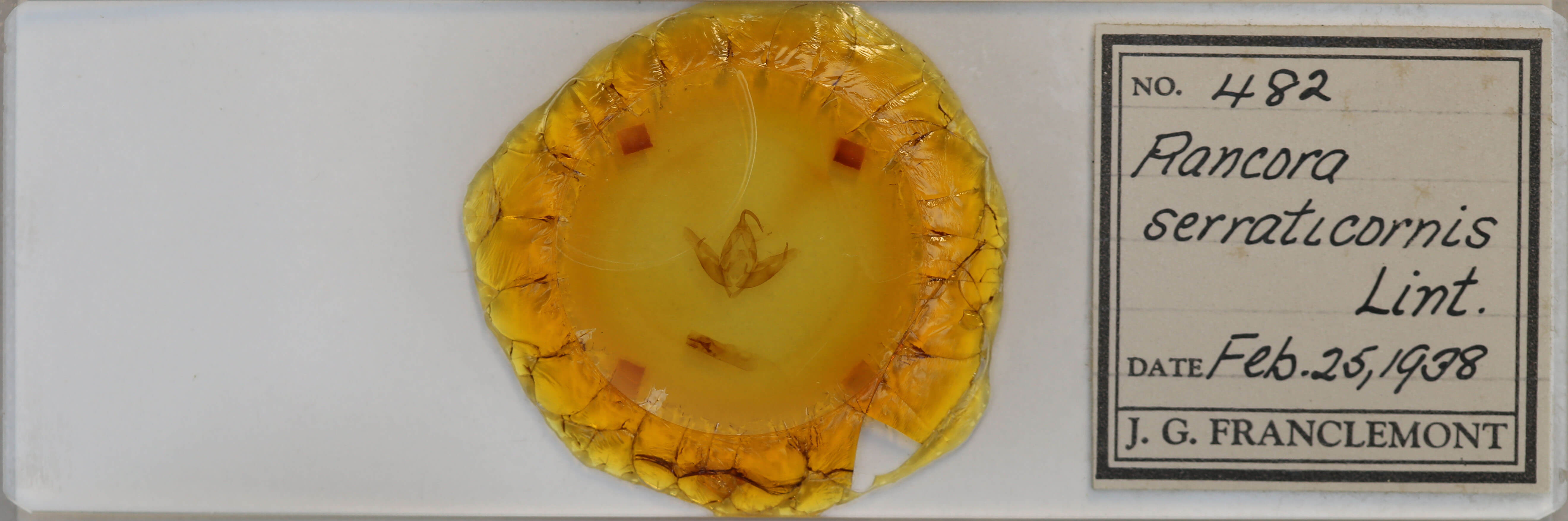 slide view of adult Cucullia serraticornis