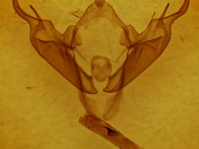 genitalia view of adult Abagrotis  anchocelioides