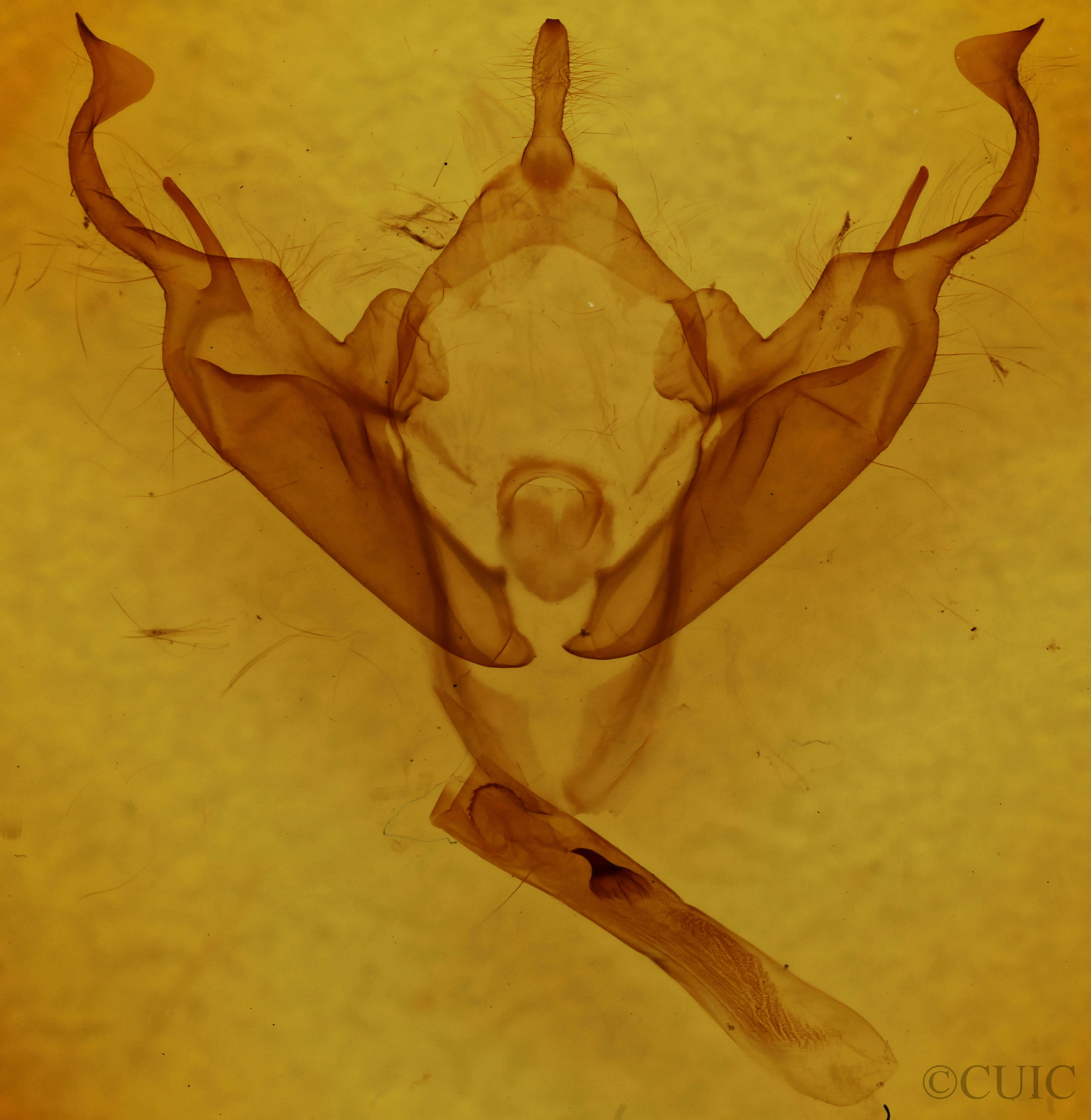 genitalia view of adult Abagrotis  anchocelioides