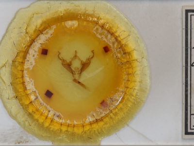 slide view of adult Abagrotis  anchocelioides