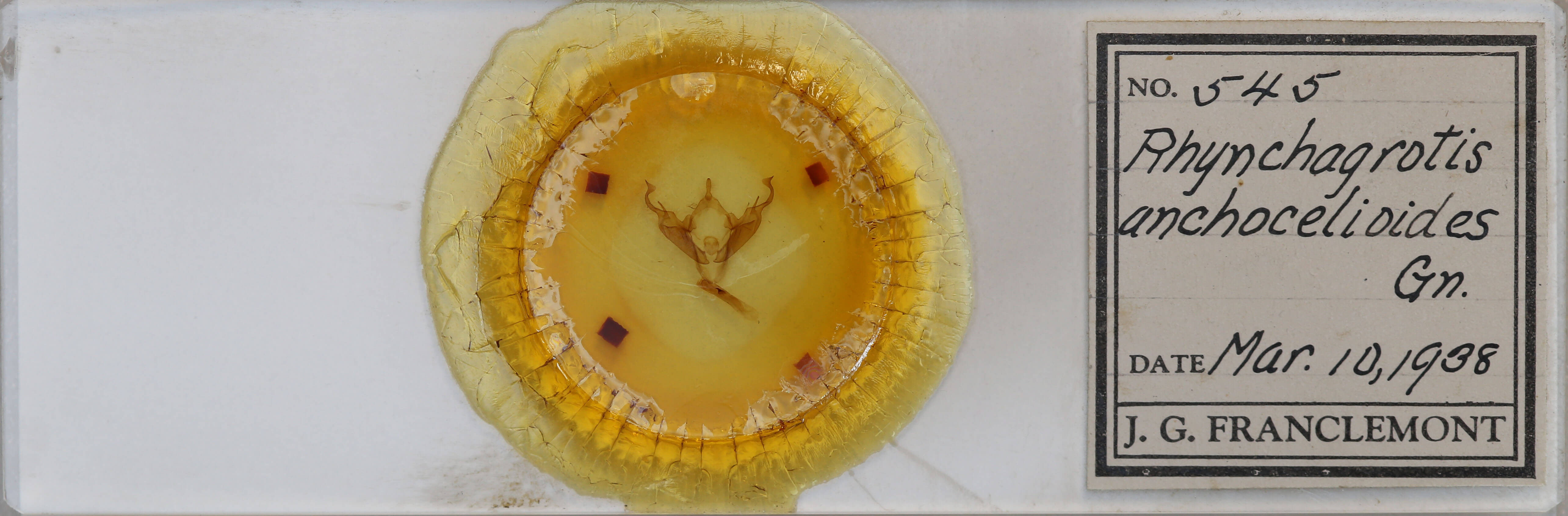 slide view of adult Abagrotis  anchocelioides