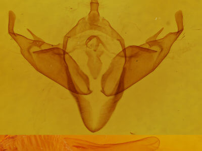 genitalia view of adult Abagrotis cupida
