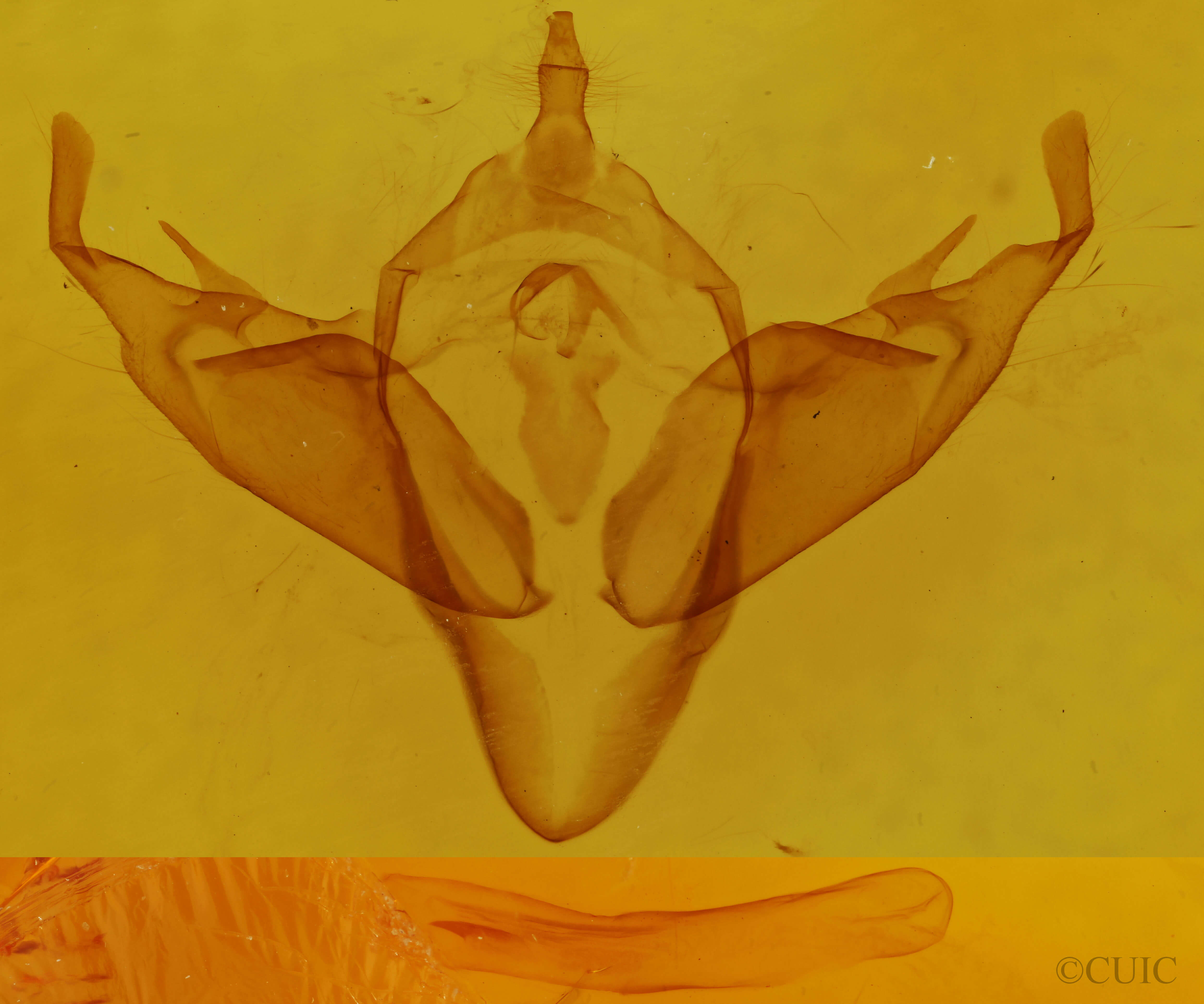 genitalia view of adult Abagrotis cupida