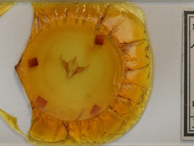 slide view of adult Abagrotis cupida