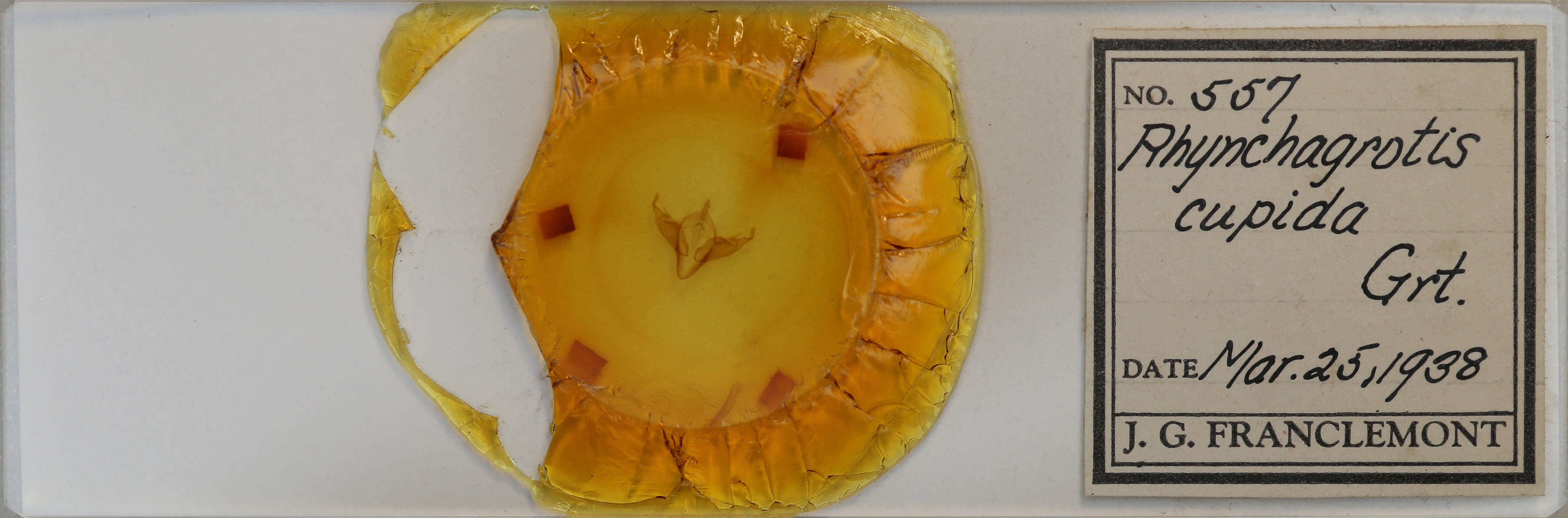 slide view of adult Abagrotis cupida