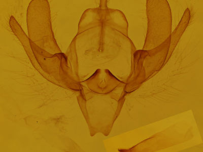 genitalia view of adult Scoliopteryx libatrix