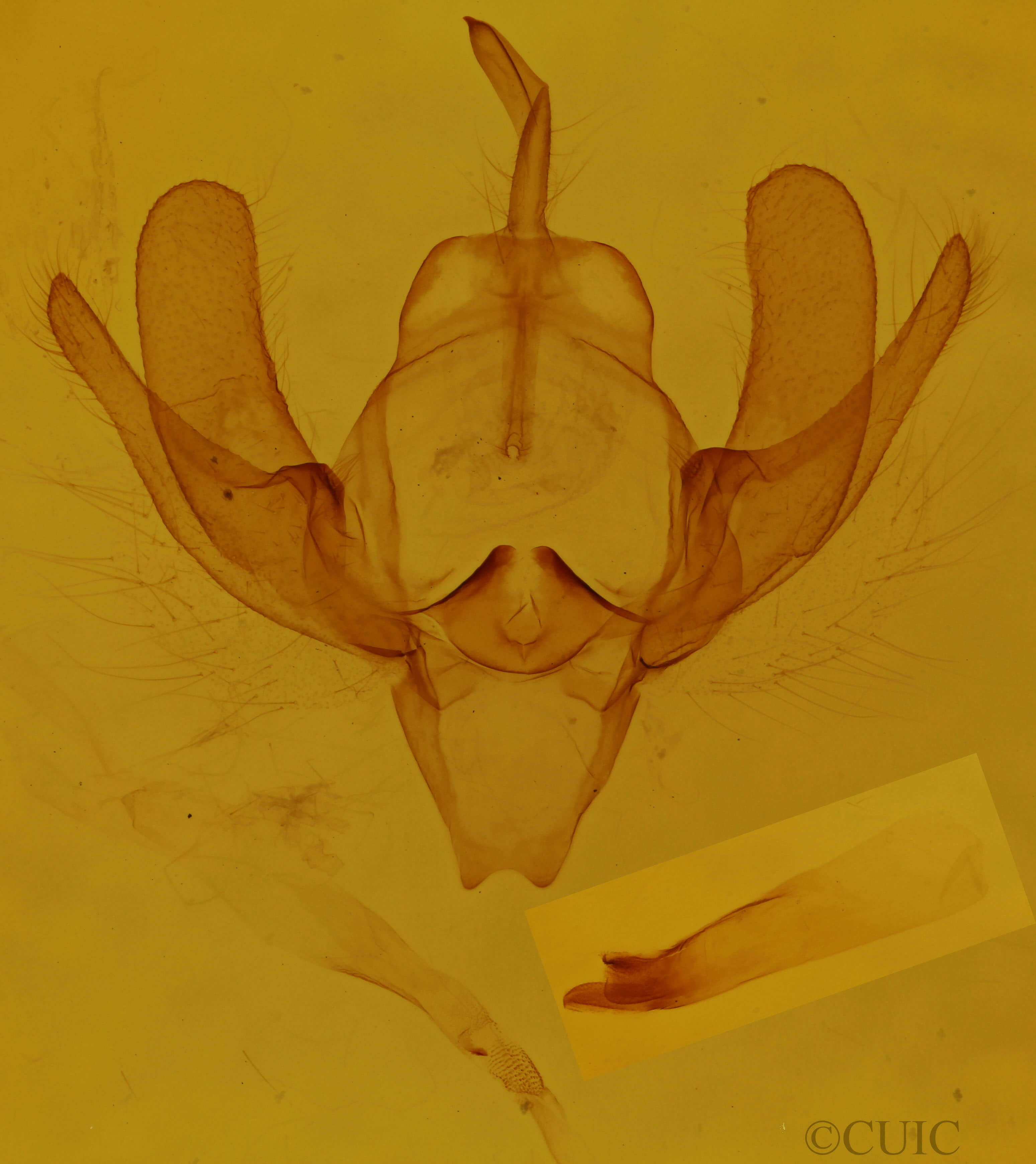 genitalia view of adult Scoliopteryx libatrix