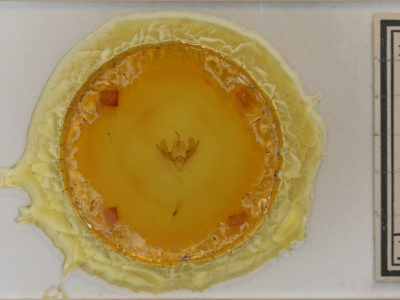 slide view of adult Scoliopteryx libatrix