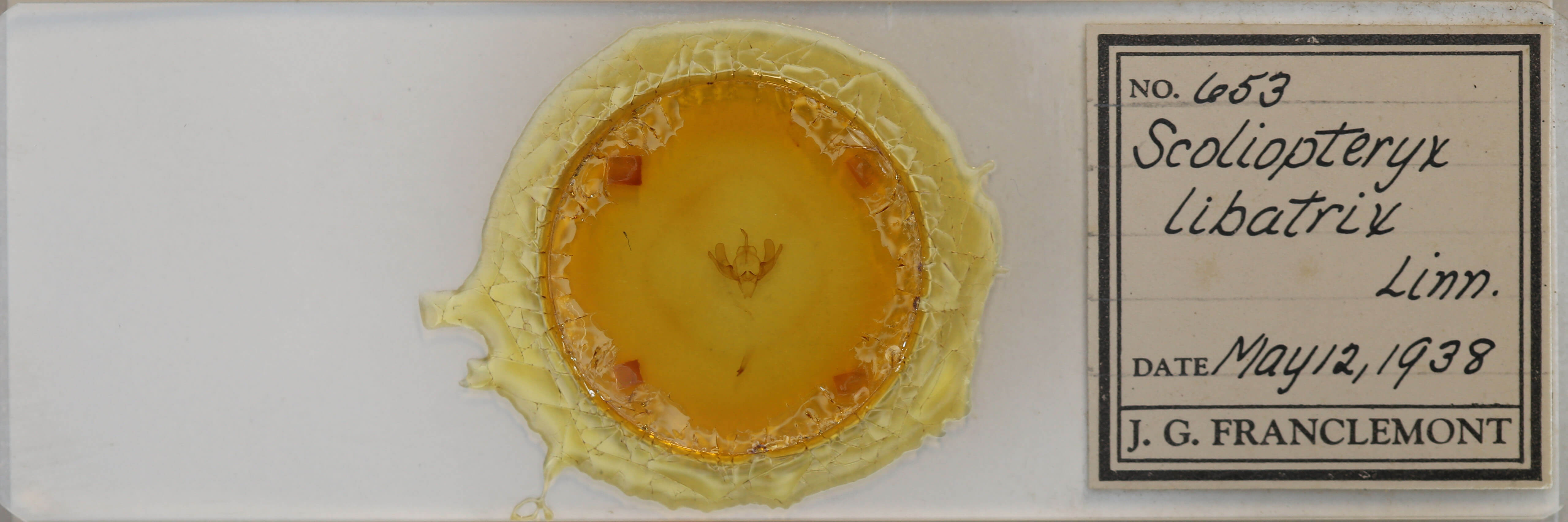 slide view of adult Scoliopteryx libatrix