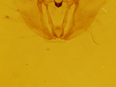 genitalia view of adult Selenia alciphearia