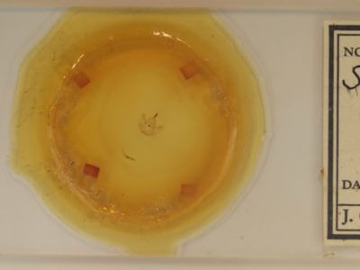 slide view of adult Selenia alciphearia