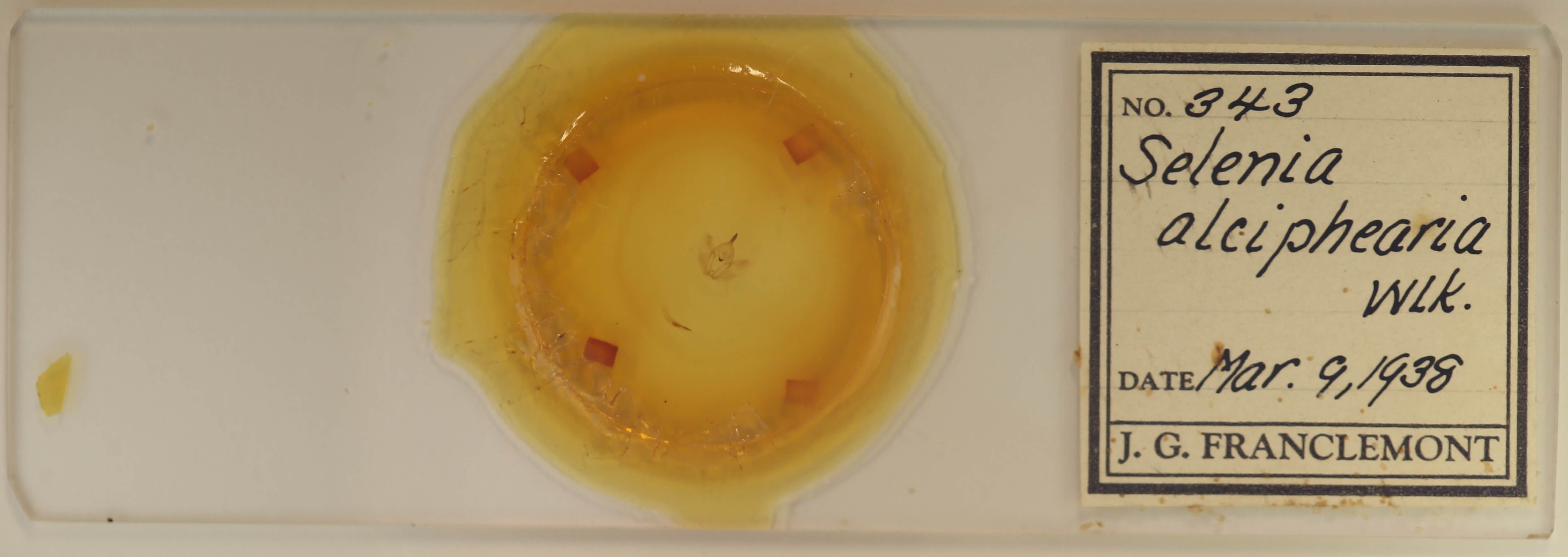 slide view of adult Selenia alciphearia