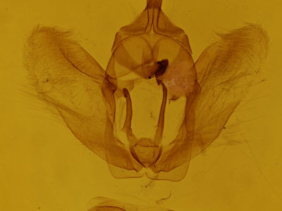genitalia view of adult Selenia kentaria