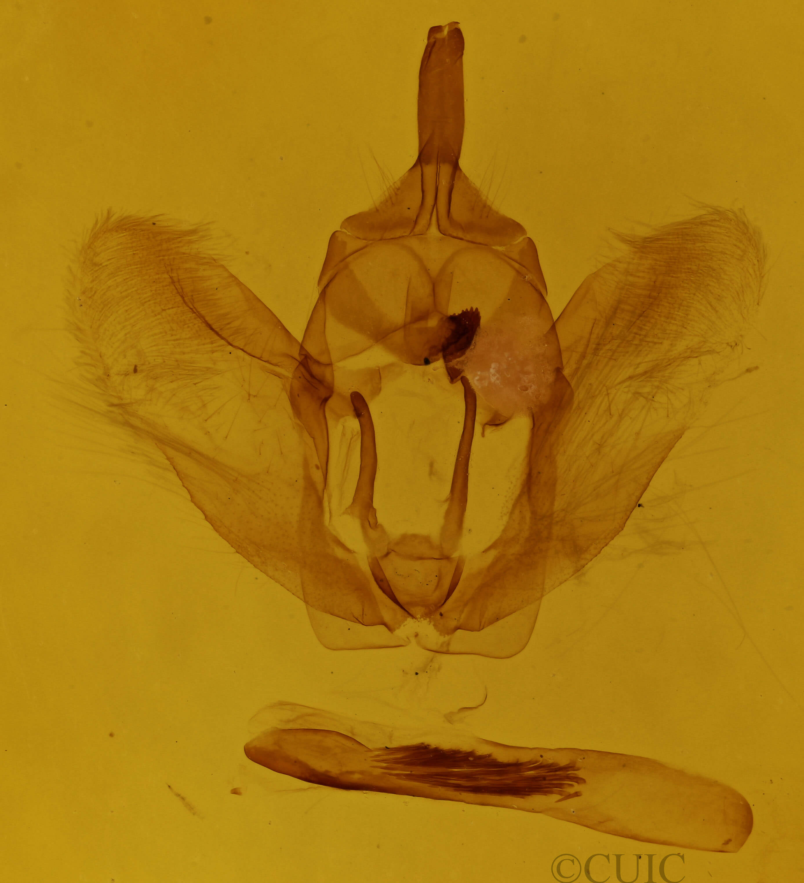 genitalia view of adult Selenia kentaria